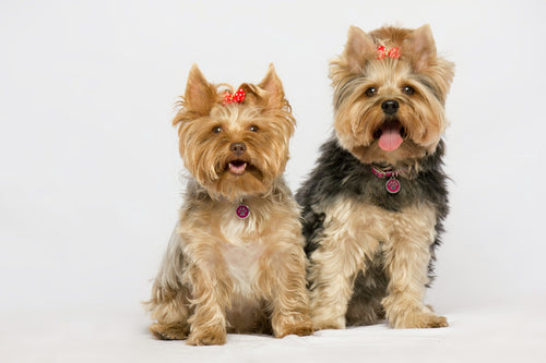 Dog Groomers Near Me in Portsmouth – Top 5 Grooming Salons