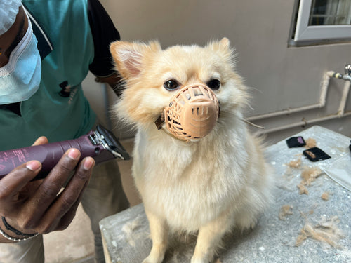 dog groomers near me in cardiff