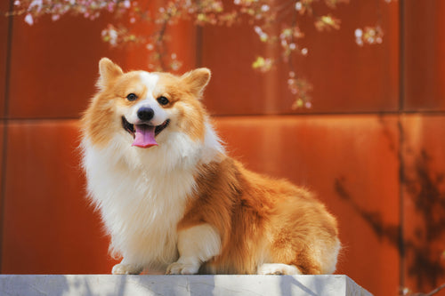 Dog Groomers Near Me in Stoke-on-Trent