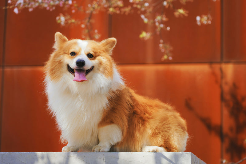 Dog Groomers Near Me in Stoke-on-Trent