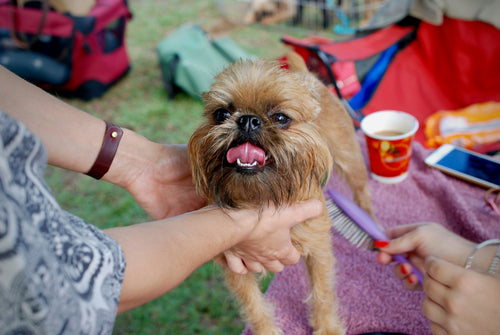 Dog Groomers Near Me in Wakefield – Top 5 Local Salons
