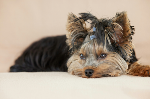 Dog Groomers Near Me in Nottingham – Top 5 Grooming Salons