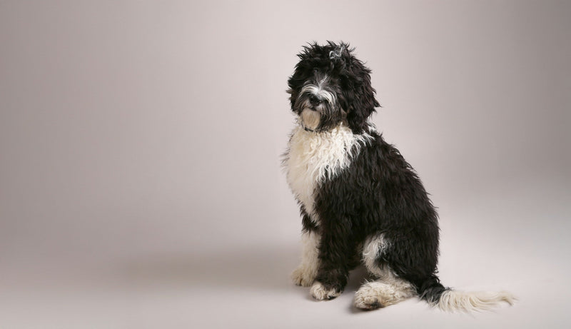 Dog Groomers Near Me in Bradford