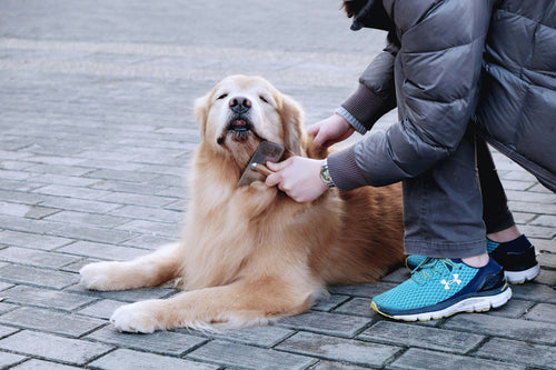 Dog Groomers Near Me in Brighton & Hove