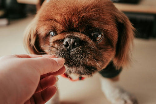 Looking for Dog Groomers Near Me in Bristol