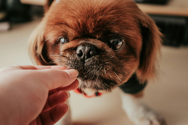 Looking for Dog Groomers Near Me in Bristol