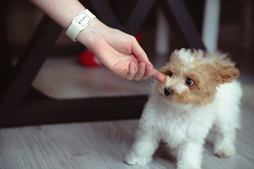 dog groomers near me in cambridge