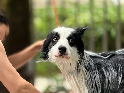 Dog Groomers Near Me in Leicester
