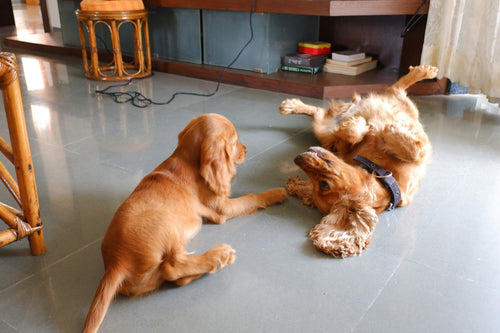 Dog Groomers Near Me in Colchester