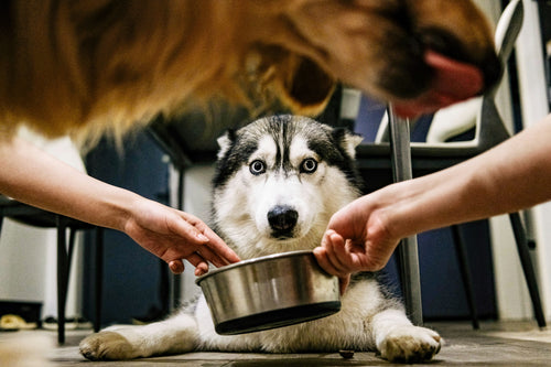 Dog Groomers Near Me in Worcester