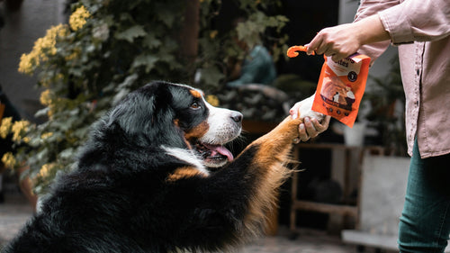 Dog Groomers Near Me in Sheffield – Top 5 Grooming Salons