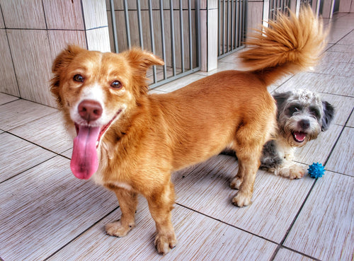 Dog Groomers Near Me in Derry/Londonderry