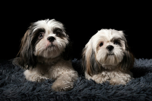 Dog Groomers Near Me in Milton Keynes
