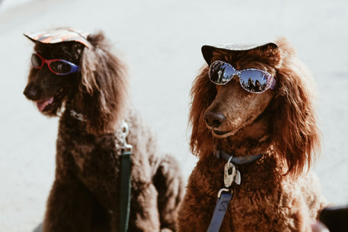 Dog Groomers Near Me in Newcastle – Top 5 Grooming Salons