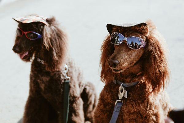 Dog Groomers Near Me in Newcastle – Top 5 Grooming Salons