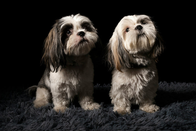 Dog Groomers Near Me in York