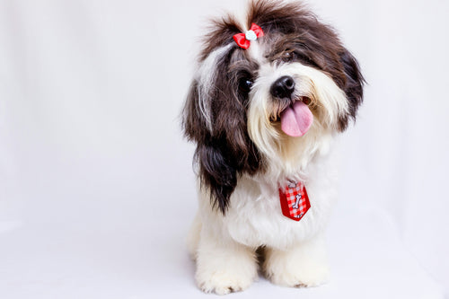 Dog Groomers Near Me in Exeter