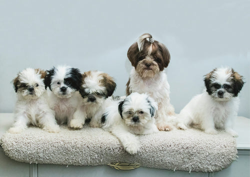 Dog Groomers Near Me in Liverpool