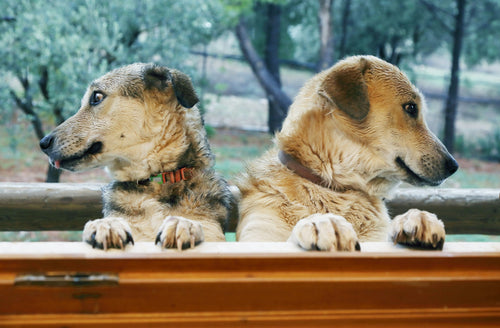 Dog Groomers Near Me in Southampton – Top 5 Grooming Salons