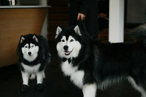 Dog Groomers Near Me in Dundee