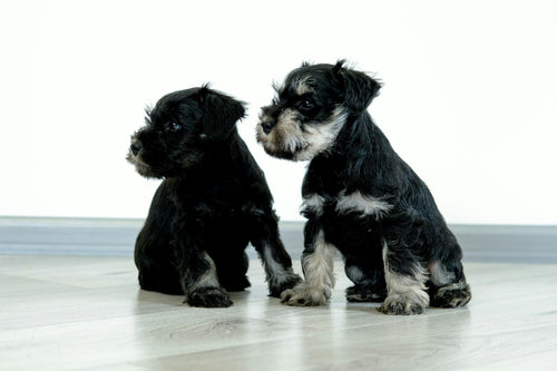 Dunfermline dog groomers near me
