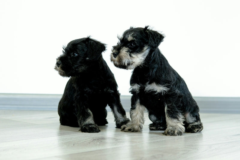 Dunfermline dog groomers near me