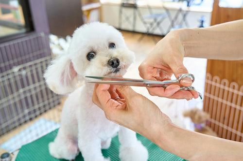Dog Groomers Near Me in Birmingham