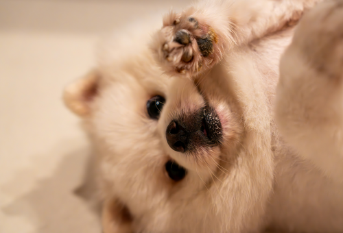 Dog Groomers Near Me in Chester