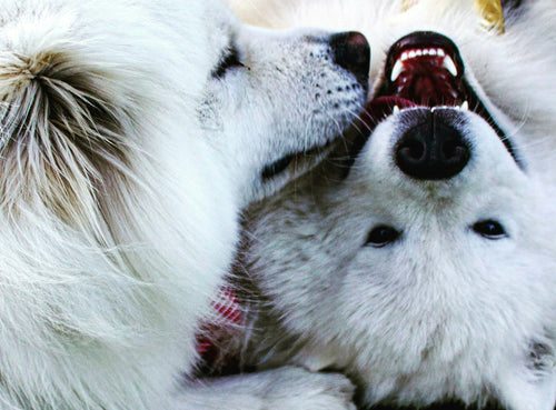 Dog Groomers Near Me in Preston – Top 5 Grooming Salons