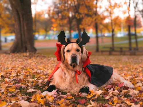 Best Dog Costumes for Halloween