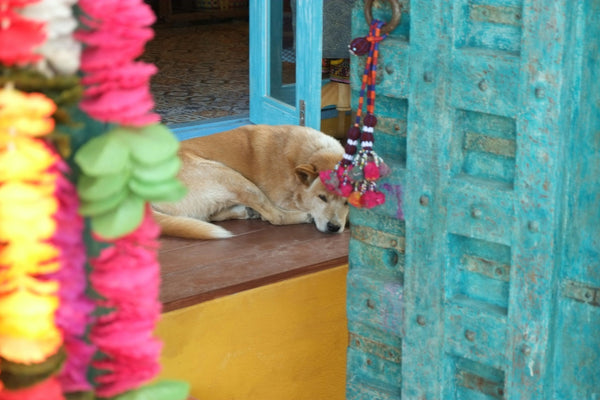 Dog Sitters in London | Trusted Dog Sitting Near Me