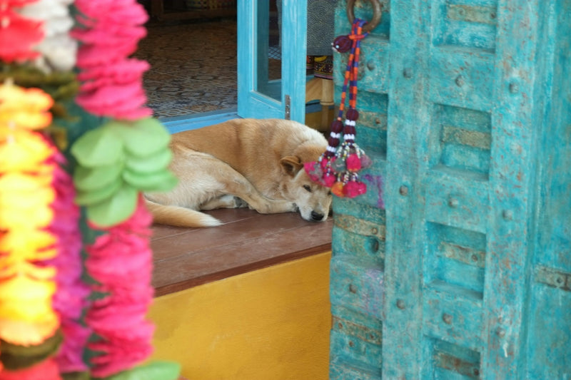 Dog Sitters in London | Trusted Dog Sitting Near Me