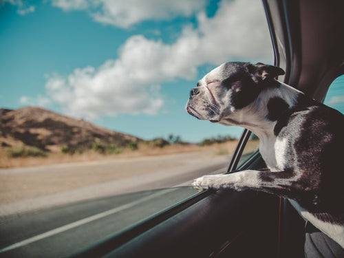 Pet Transport South East England