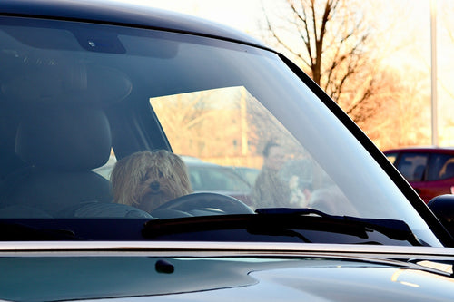 Best Pet Transport South West England 
