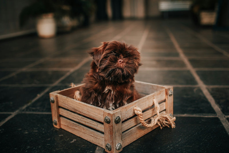 Essential Tips for Safely Driving with Your Dog: Car Seat Rules and Safety Guidelines - Calmshops.co.uk