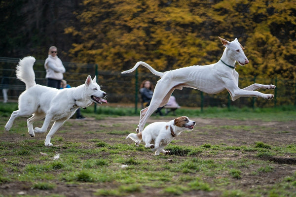 Fastest Dogs in the World: Meet the Canine Speedsters