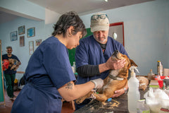 Finding the Best Vets Near Me – A Guide for Dog Owners in England