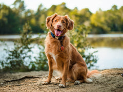 How to Make My Dog Sit Still: A Complete Guide to Perfect Pup Photography