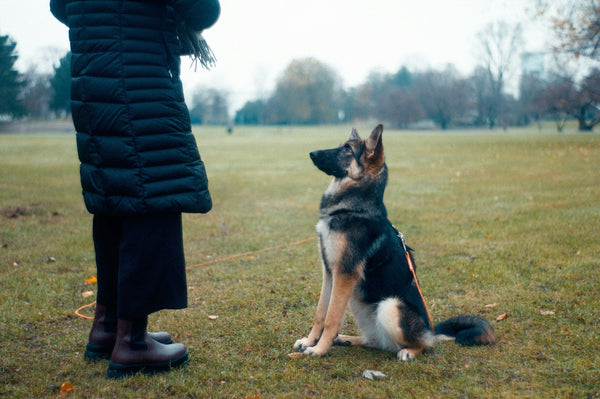 "How Can I Train My Dog? Simple, Effective Tips for All Dog Owners