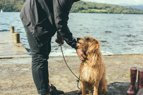 How often should i walk my dog?
