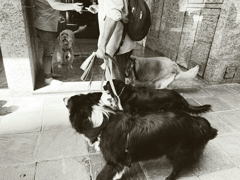 How to Become a Dog Walker and Start a Successful Dog Walking Business - Calmshops.co.uk