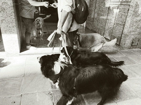 How to Become a Dog Walker and Start a Successful Dog Walking Business