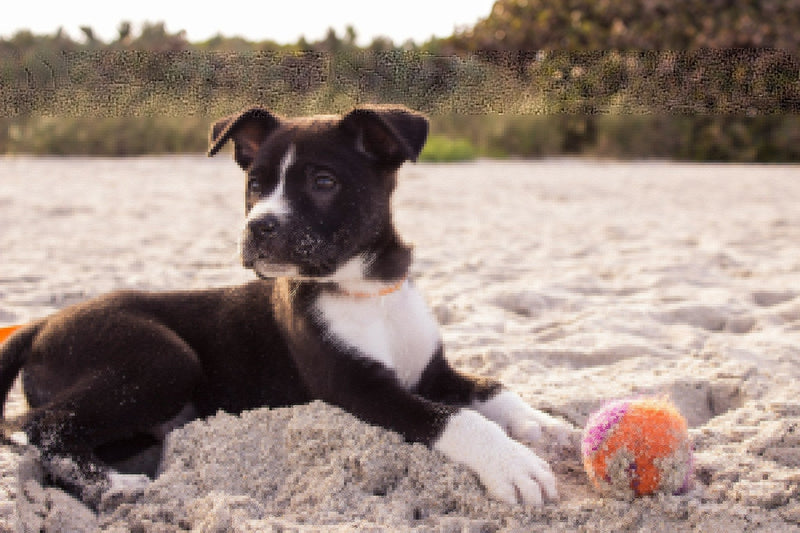 How to Get My Dog to Chase a Ball? - Calmshops.co.uk