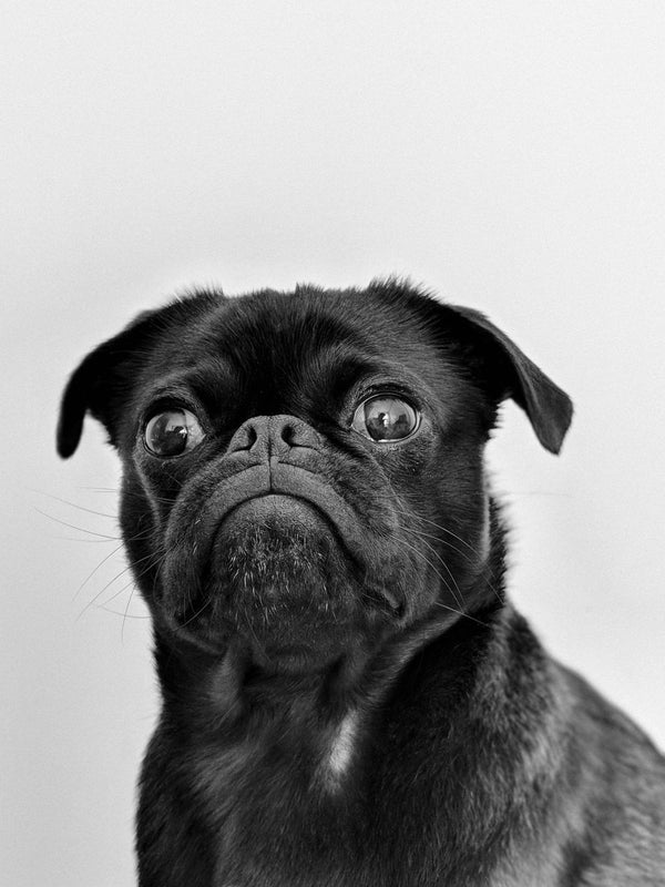 How to Stop My Dog from Barking: Effective Solutions and Training Techniques