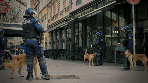 How to Train a Police Dog: A Complete Guide to Protection Dogs