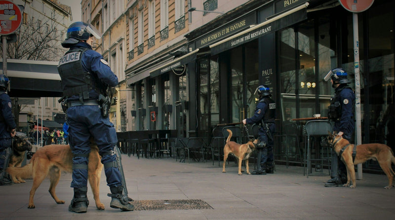 How to Train a Police Dog: A Complete Guide to Protection Dogs