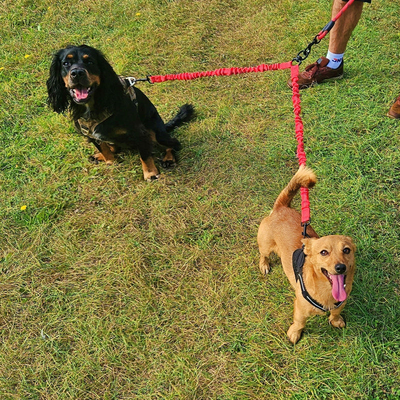 How to walk two dogs simultaneously?