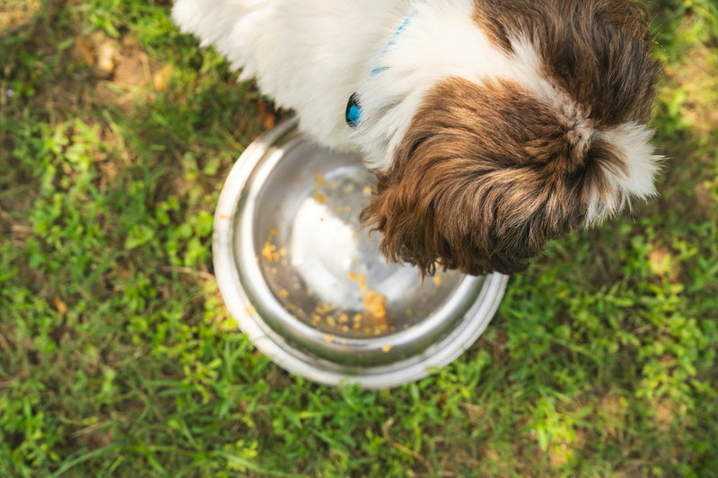 How Do I Know If My Dog Isn’t Eating Enough? A Complete Guide for Pet Owners