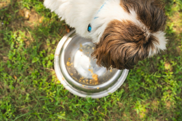How Do I Know If My Dog Isn’t Eating Enough? A Complete Guide for Pet Owners
