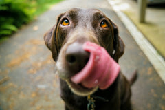 How Long Can a Dog Go Without Food? (A Pup’s Perspective 🐶)